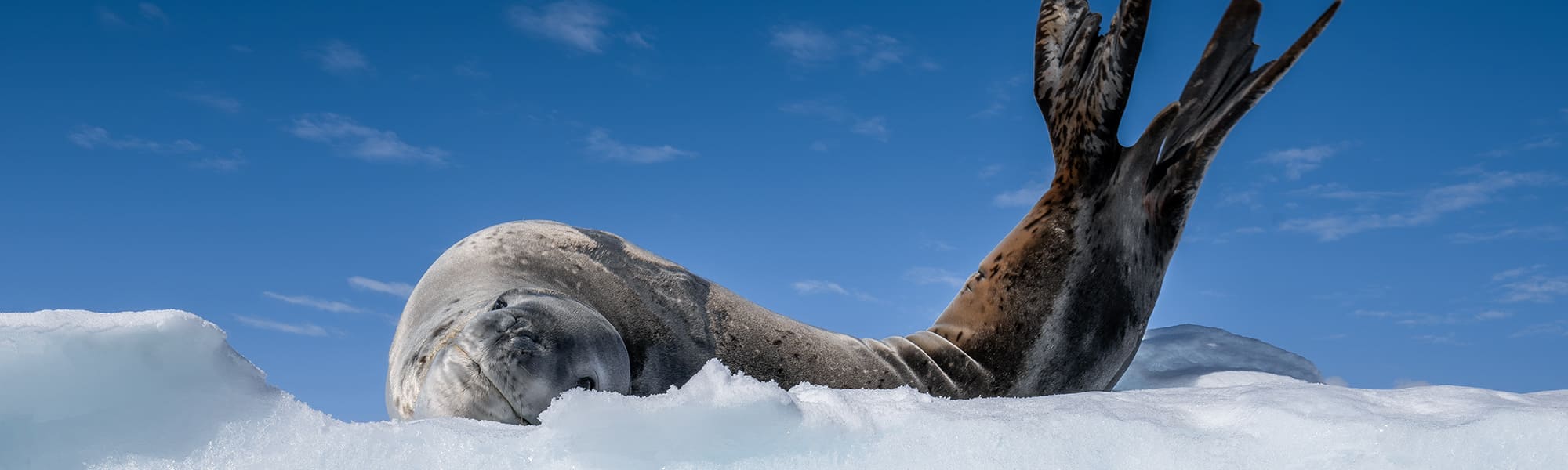 Polar Ocean Image Collection (Полярна колекція океанічних зображень)